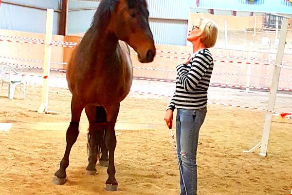 Horse wisdom creates magic! Zoom-sessions worldwide