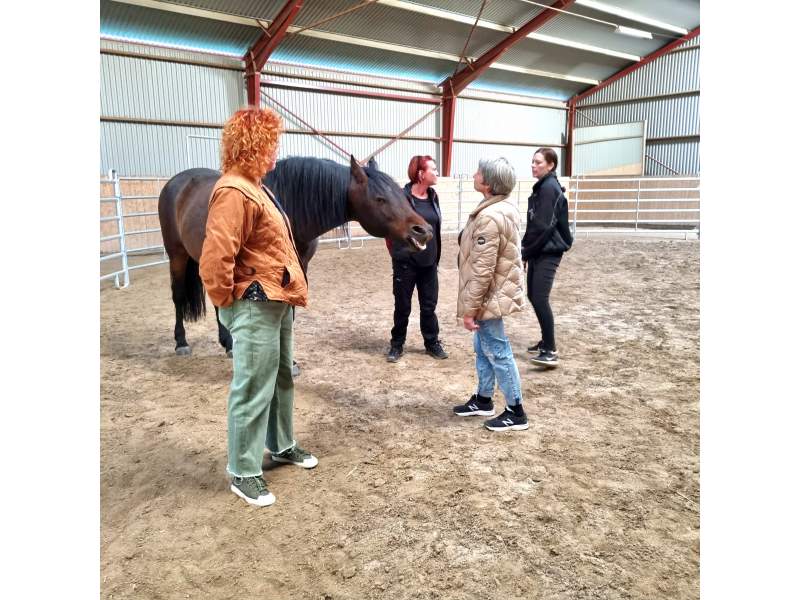 Horse wisdom creates magic! Zoom-sessions worldwide